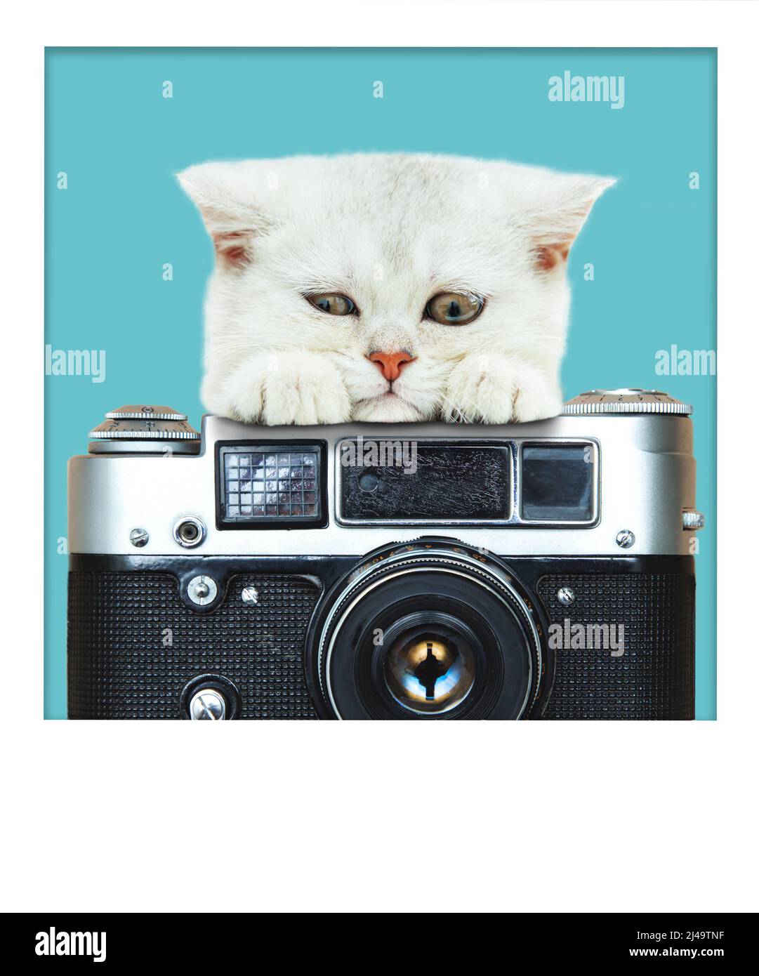Sad white British kitten with a vintage camera on a blue background. Snapshot. Place for text. Stock Photo