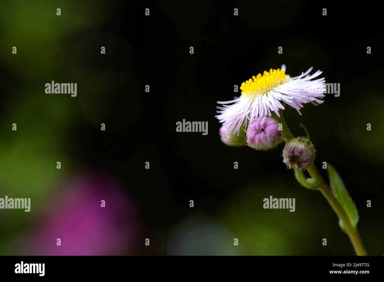 Chamomile  flower Stock Photo