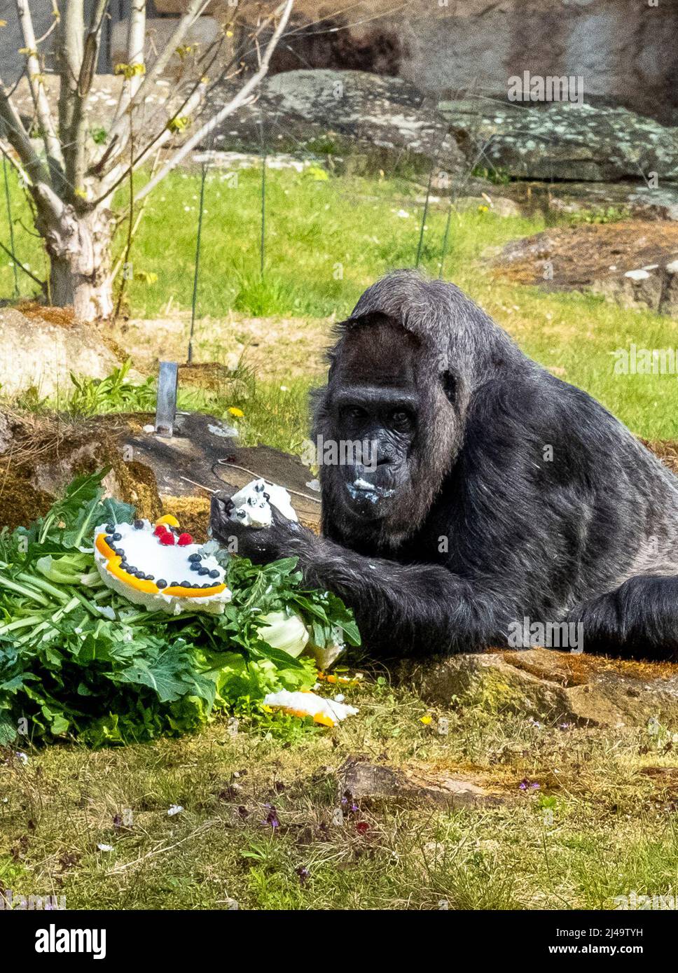 Berlin, Germany. 13th Apr, 2022. Fatou, the world's oldest lady gorilla, reaches for her decorated birthday cake, made of curd cheese and fruit, in her enclosure at Zoo Berlin. Fatou has turned 65 years old. Credit: Kristin Bethge/dpa/Alamy Live News Stock Photo