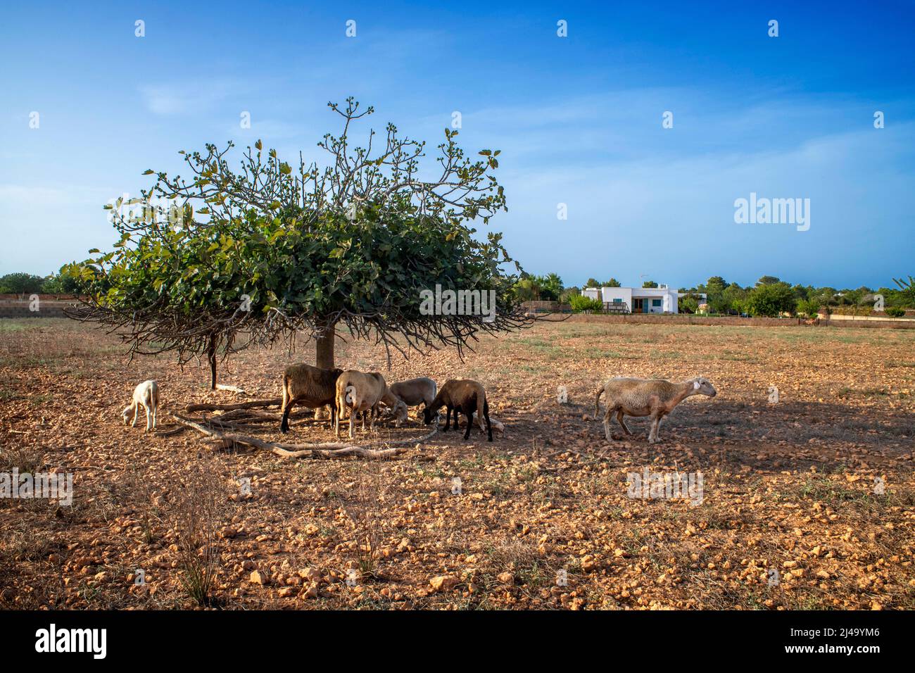 Sheeps and an ancient fig tree near Es Cap of Barbaria in the island of Formentera (Balearic islands, Spain). Stock Photo