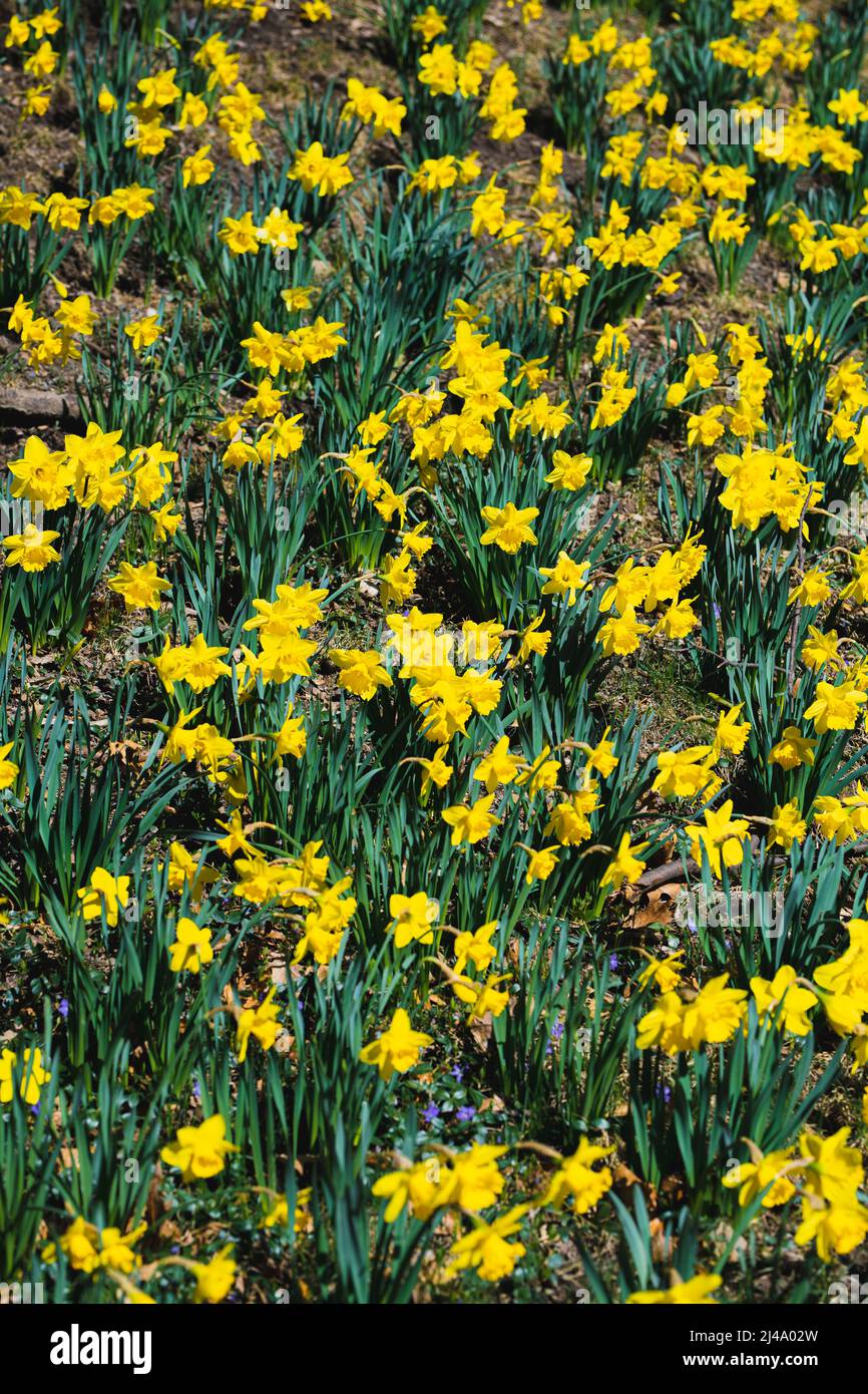 Daffodil Hill at Lakeview Cemetery Stock Photo Alamy