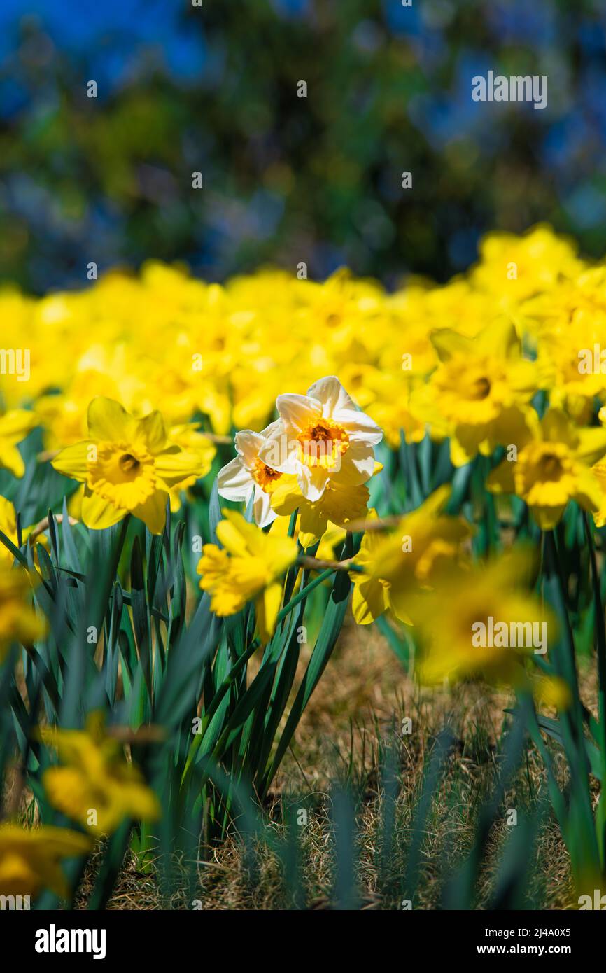 Daffodil Hill at Lakeview Cemetery Stock Photo Alamy