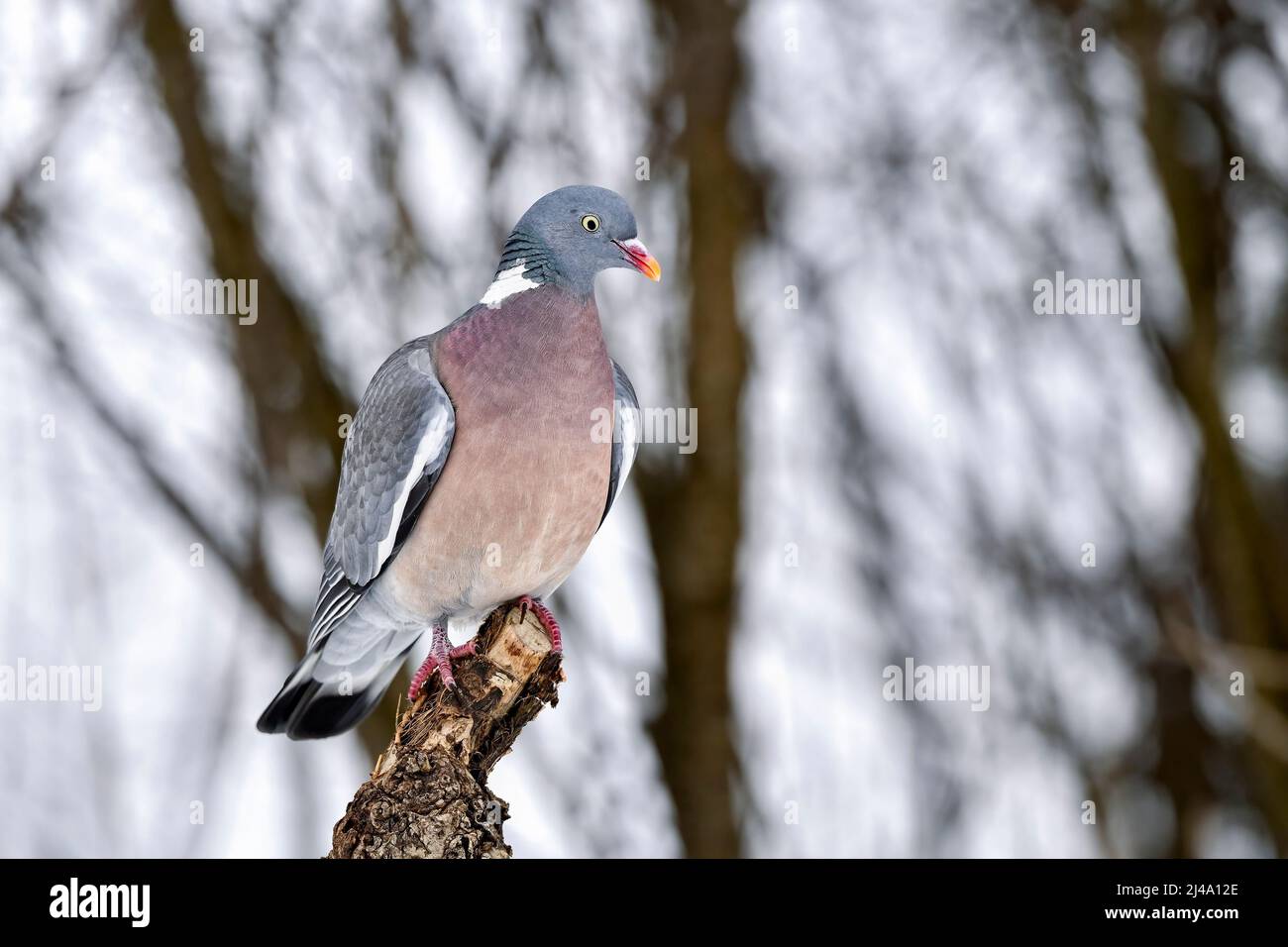 Wood pigeon in early spring Stock Photo