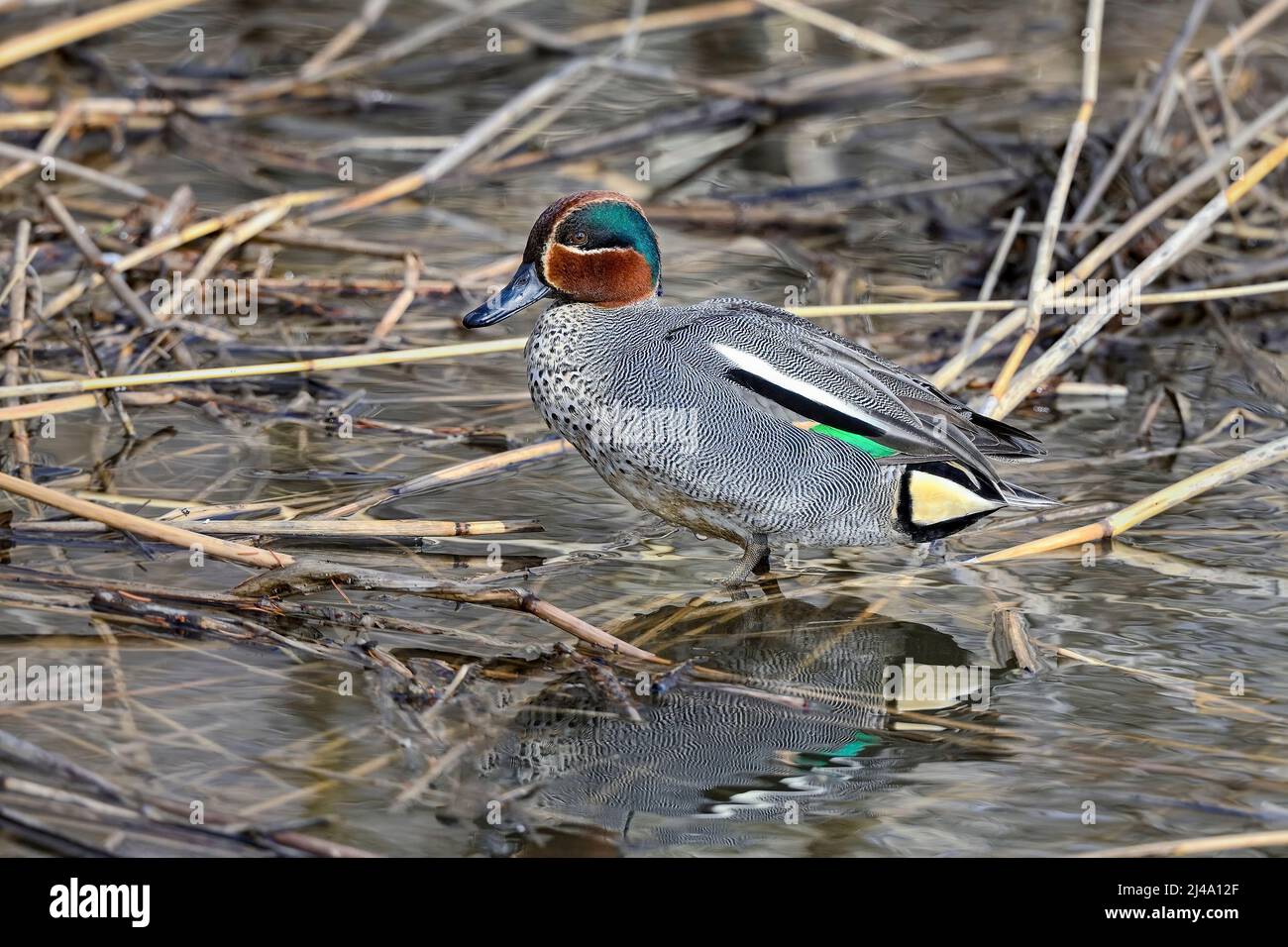 Eurasian teal Stock Photo