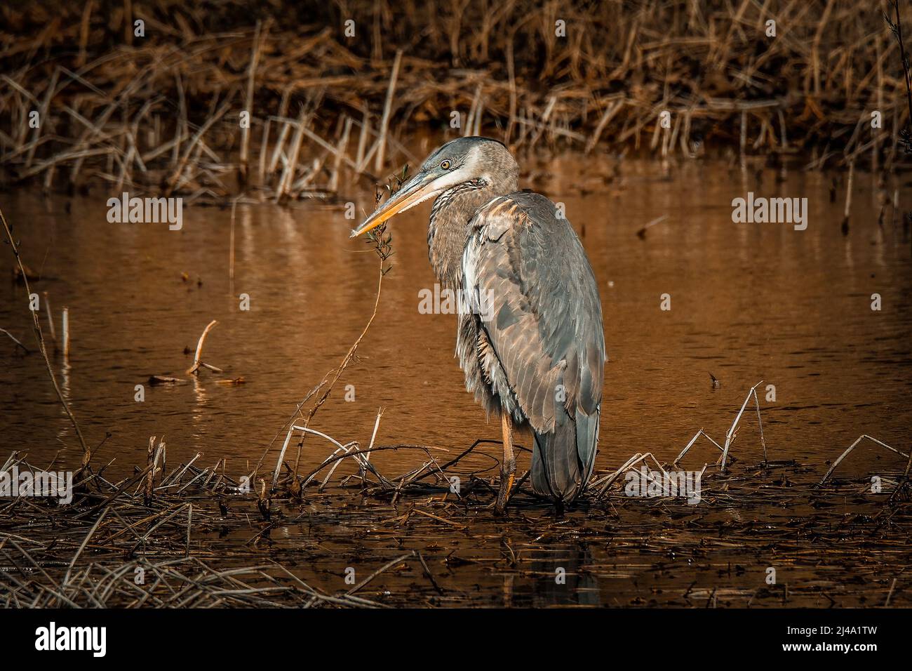 Blue Heron fishing in a lake. Stock Photo