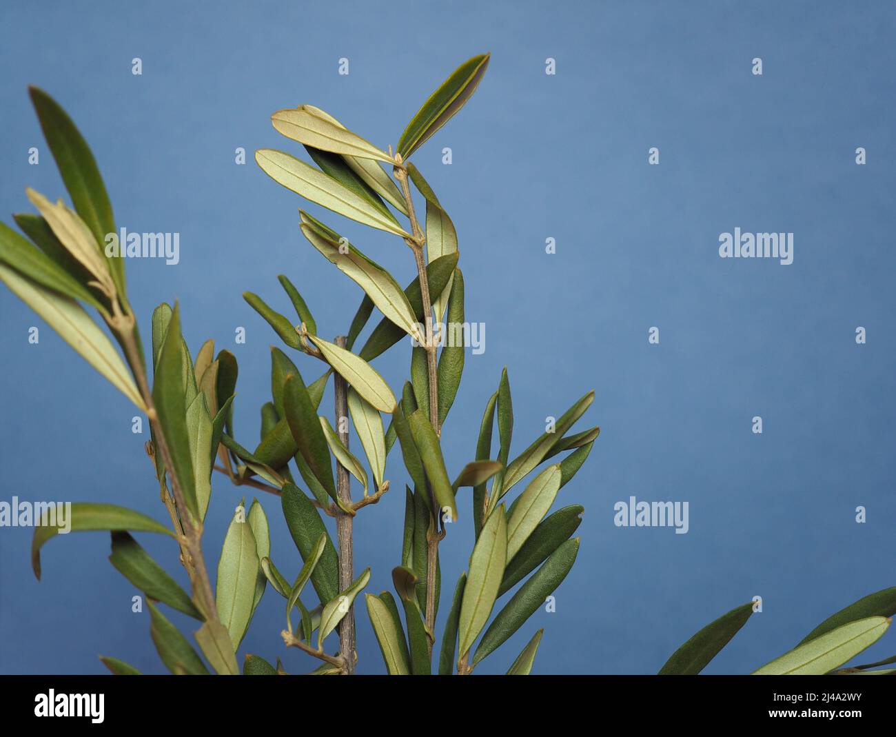 Palm Sunday olive branch to commemorate Christ triumphal entry into ...
