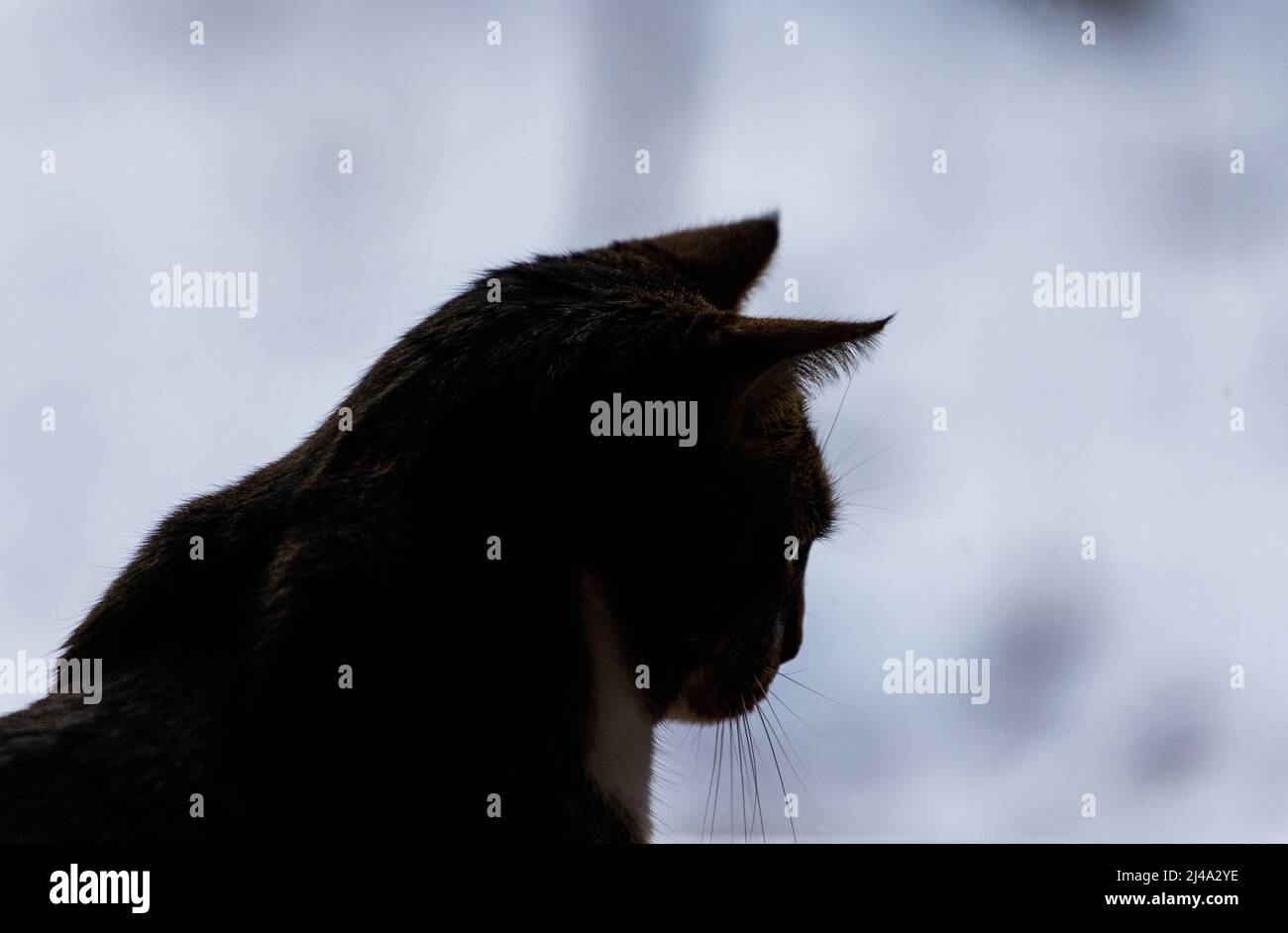 Cat silhouette from side with ears up looking forward Stock Photo