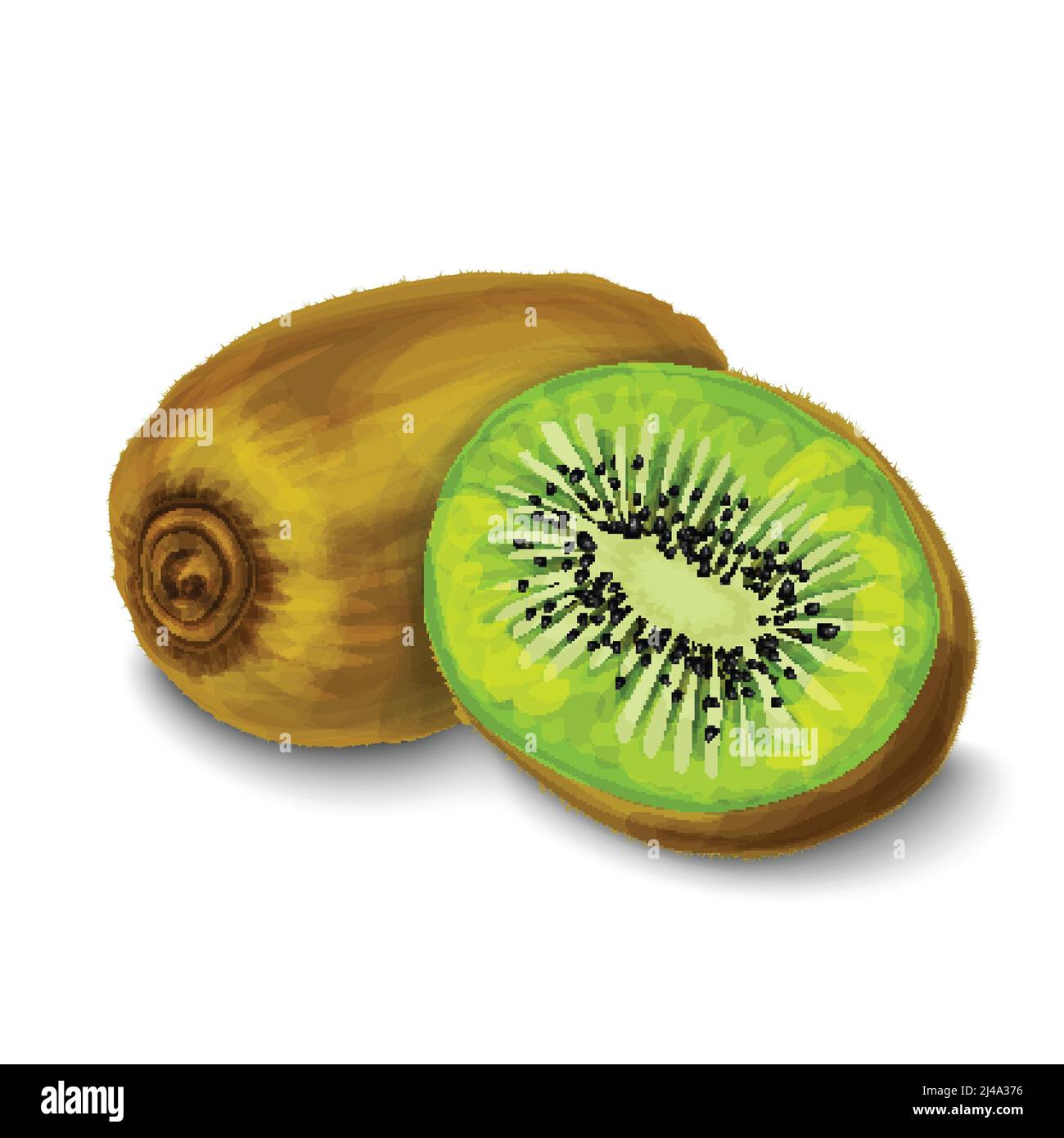 Natural organic sweet cut and sliced kiwi with pips tropical fruit decorative poster or emblem isolated vector illustration Stock Vector