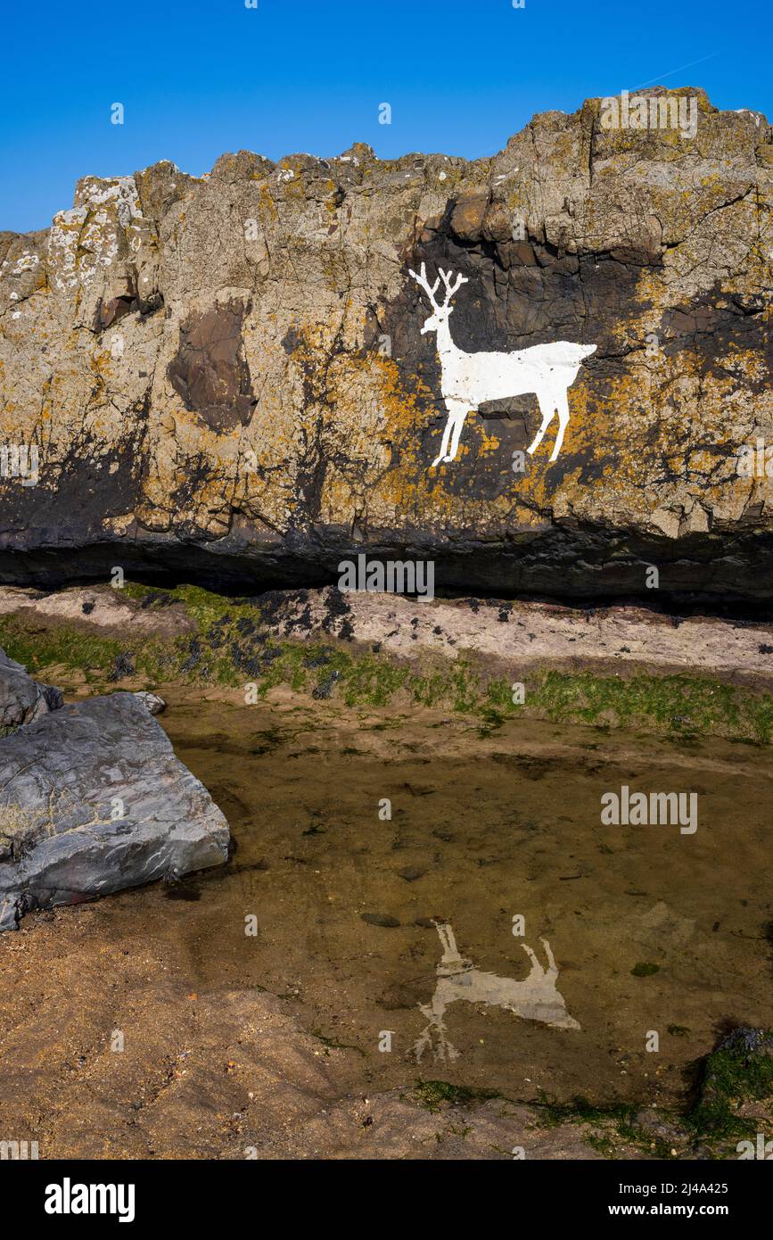 The Stag Rock painting at Harkess Rocks reflected in a rock pool on ...