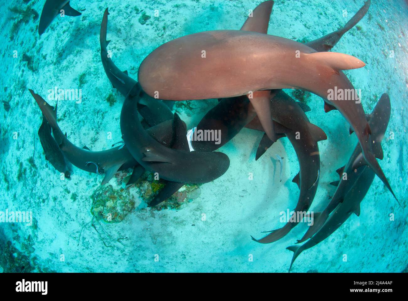 Caribbean reef Sharks during feeding Stock Photo - Alamy