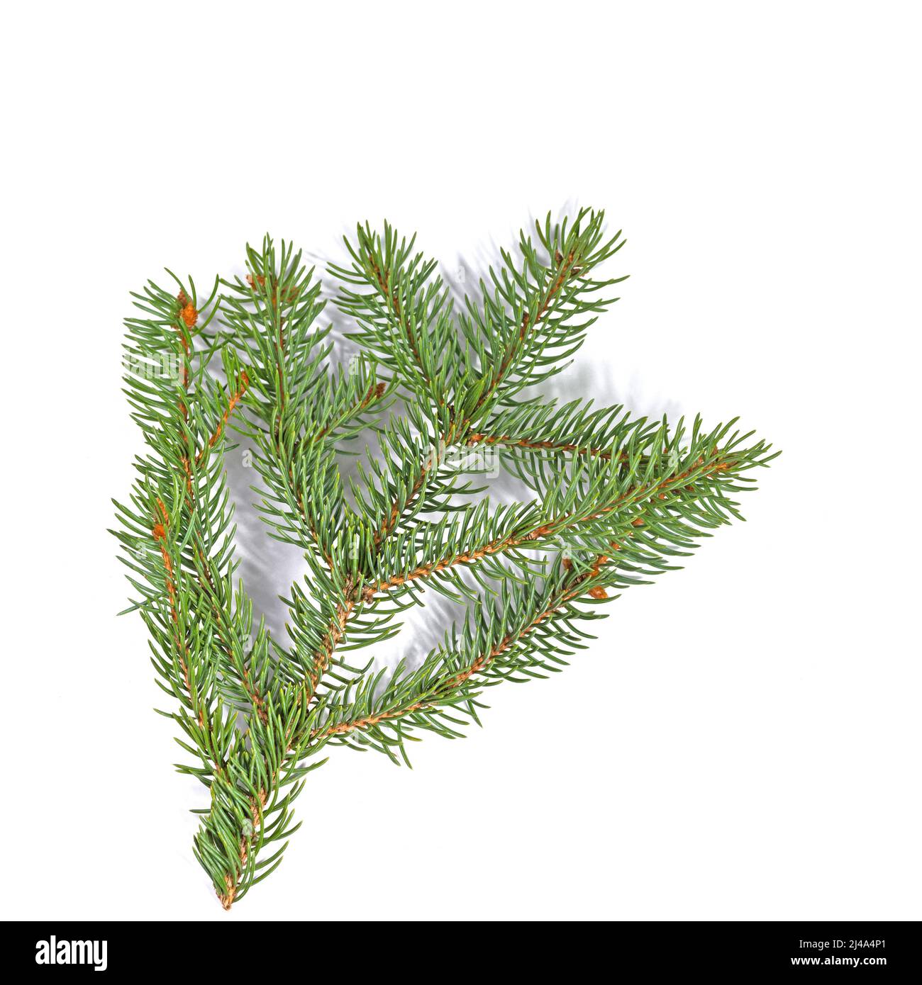 Blue Spruce, twig against white background Stock Photo