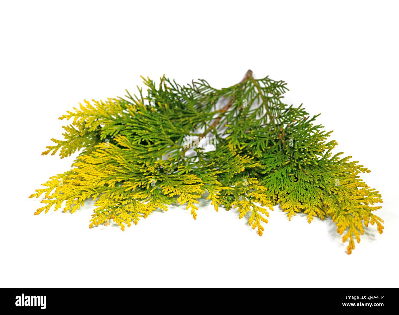 Leaves of Lawson's cypress against white background Stock Photo