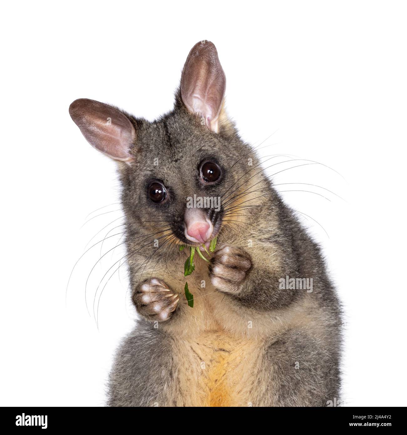 Head shot of Brushtail Possum aka Trichosurus vulpecula, sitting facing