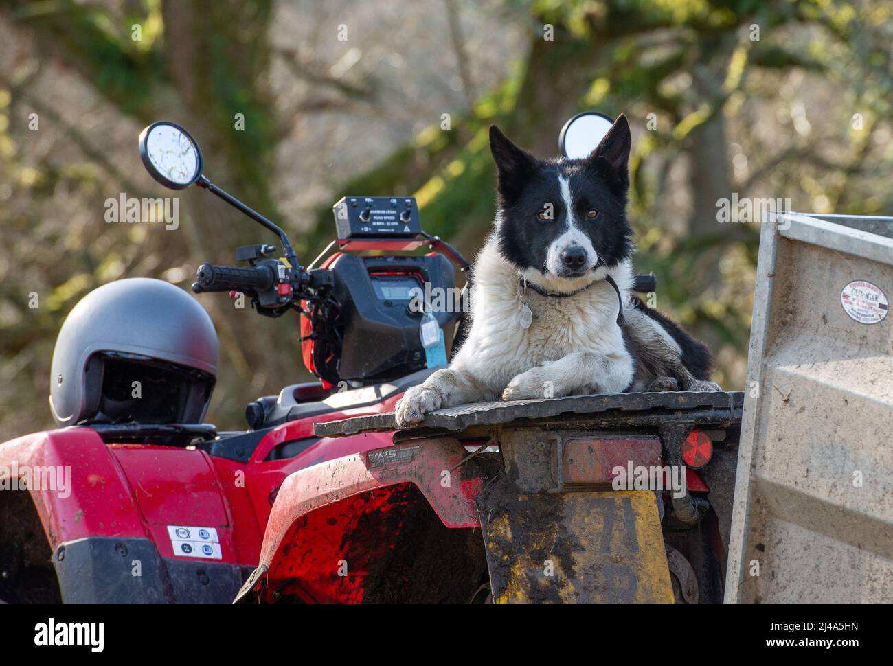 A Border Collie sheepdog on an ATV, Haweswater, Bampton, Cumbria, UK. Stock Photo