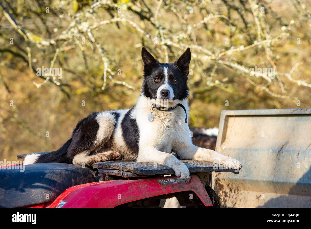 A Border Collie sheepdog on an ATV, Haweswater, Bampton, Cumbria, UK. Stock Photo