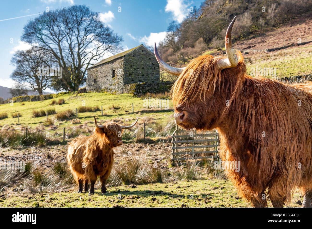 Highland cows, Haweswater, Bampton, Cumbria, UK. Stock Photo