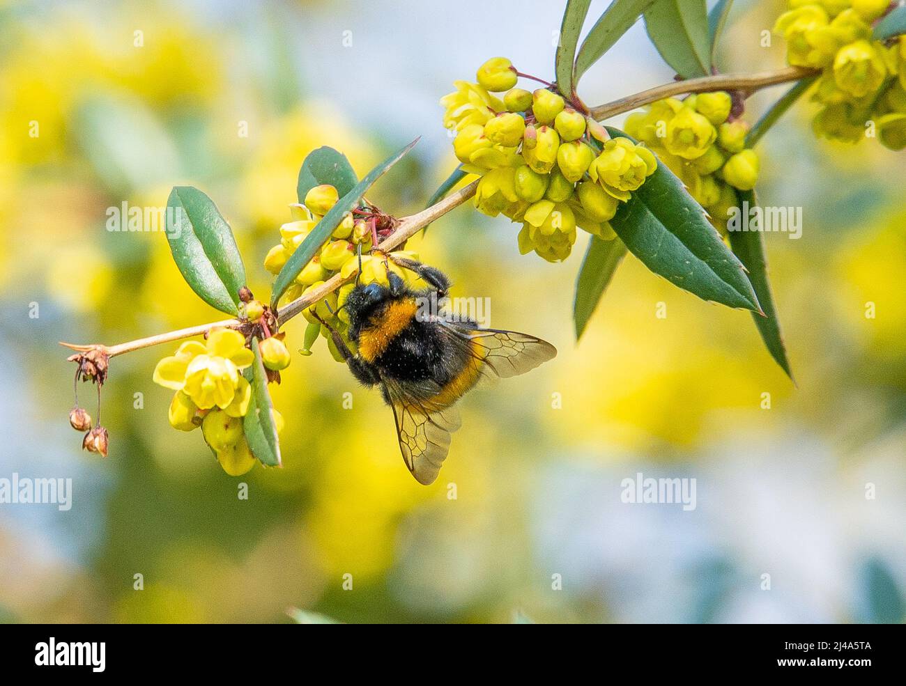 A bumble bee on Wintergreen barberry, Victoria Park, London, UK. Stock Photo