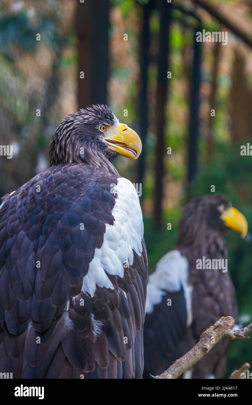 Portrait of an eagle sitting on a branch. In the background is a green forest Stock Photo