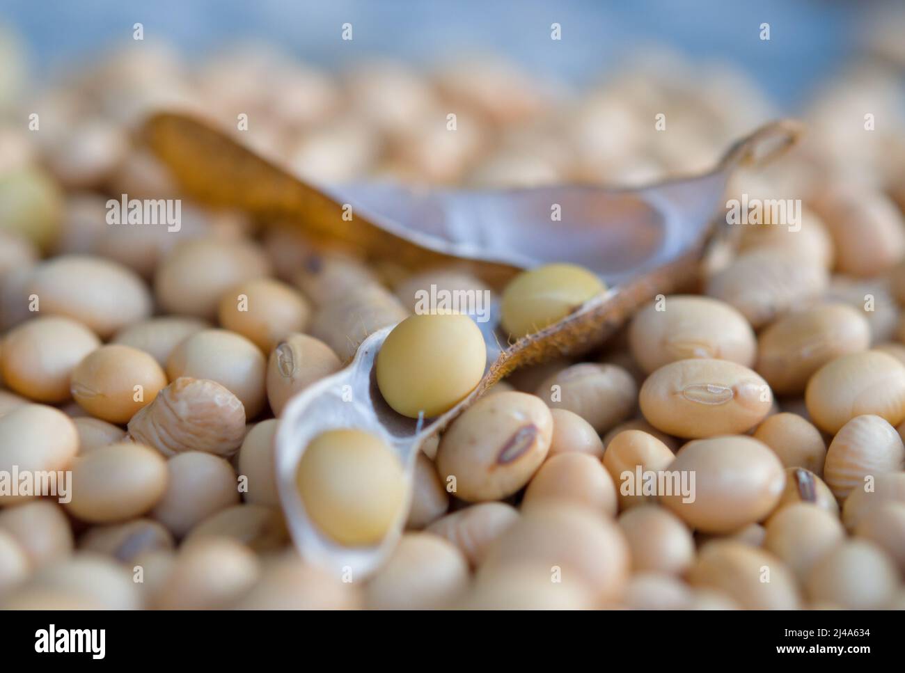 Soy bean, close up. Open soybean pod on dry soy beans background Stock Photo