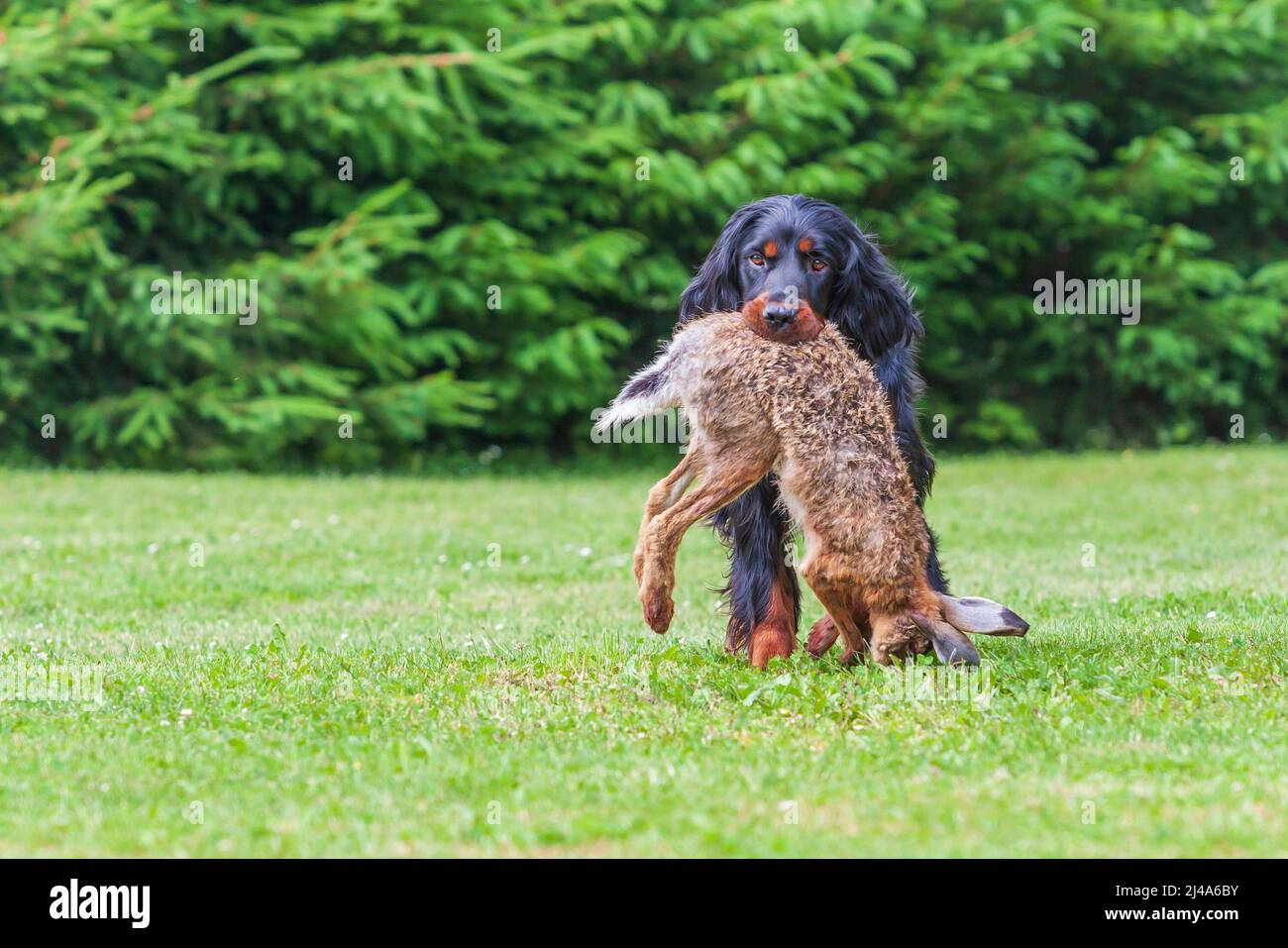 The black dog Gordon Setter sits on a meadow and has a hare in his mouth  that Stock Photo - Alamy