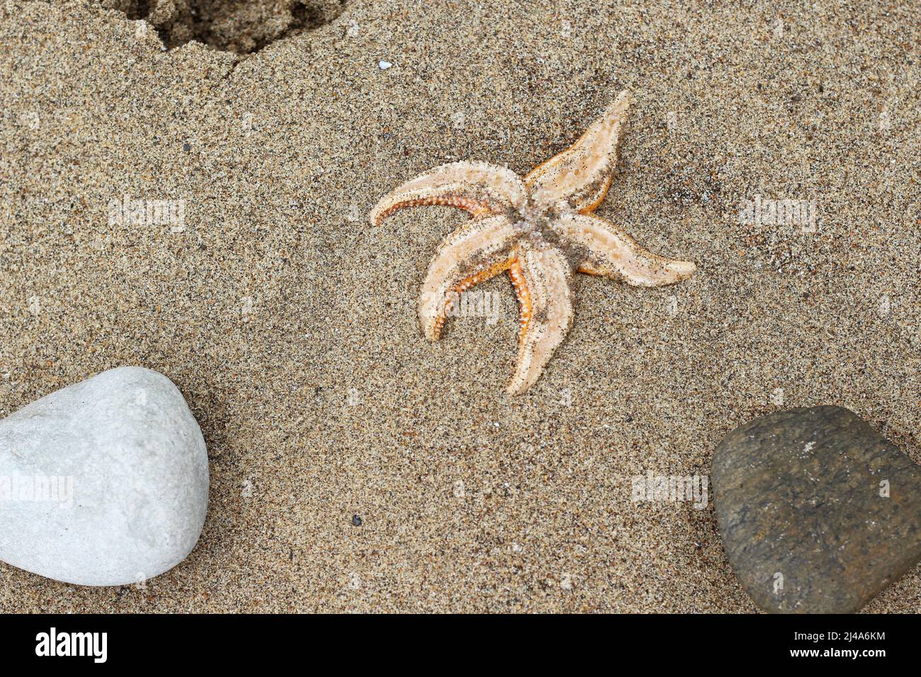 A washed up starfish on the beach at Ssandsend, Yorkshire Stock Photo