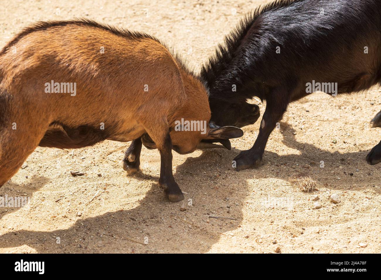 The brown and black goats bump their heads. They have jammed corners Stock Photo
