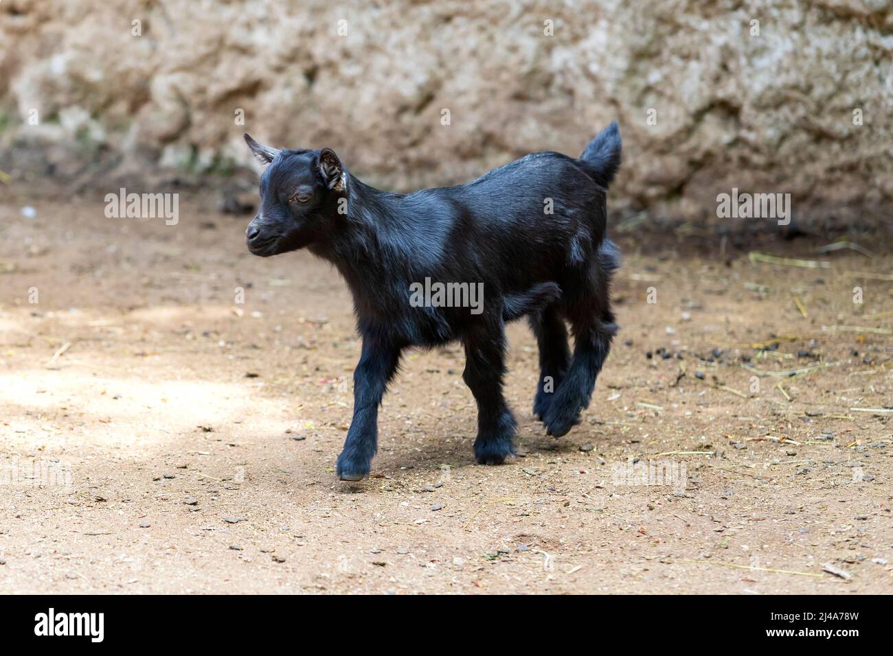 Little black goat jumps on the sand and the rock is falling Stock Photo