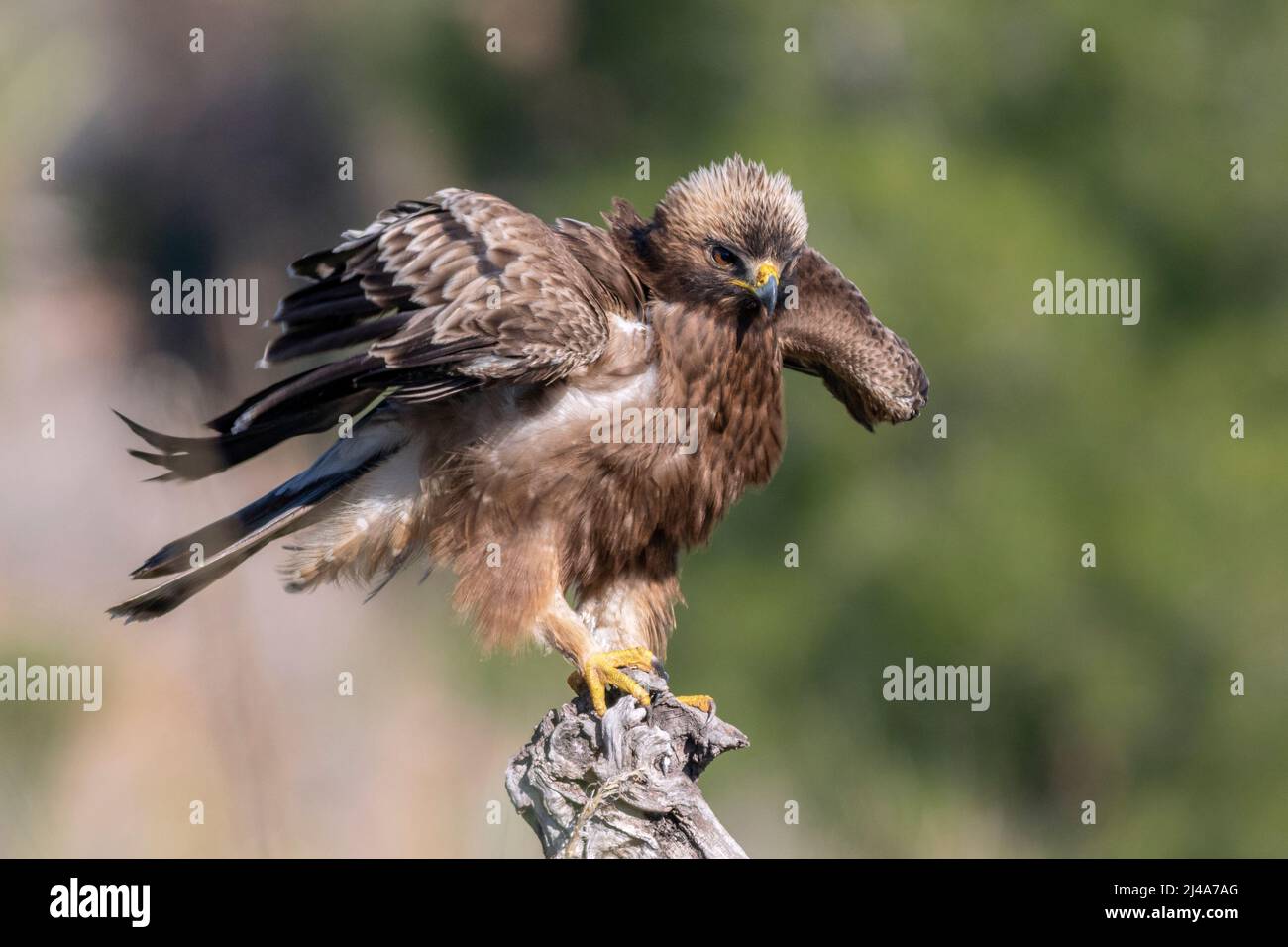 Booted eagle, Hieraaetus pennatus, dark morph perched Stock Photo