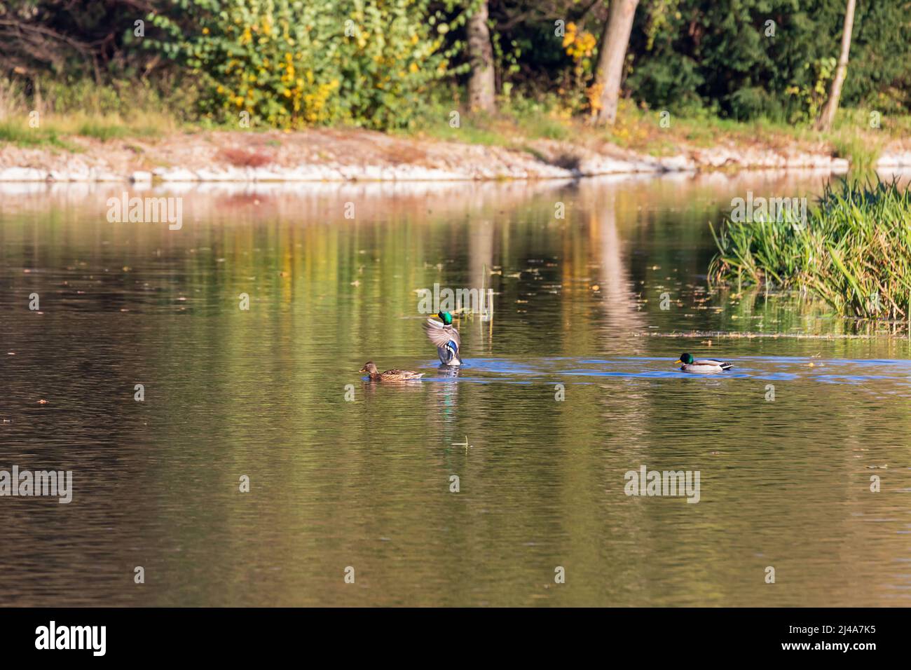 Male and female ducks swim in the water on a pond in the setting sun. Stock Photo