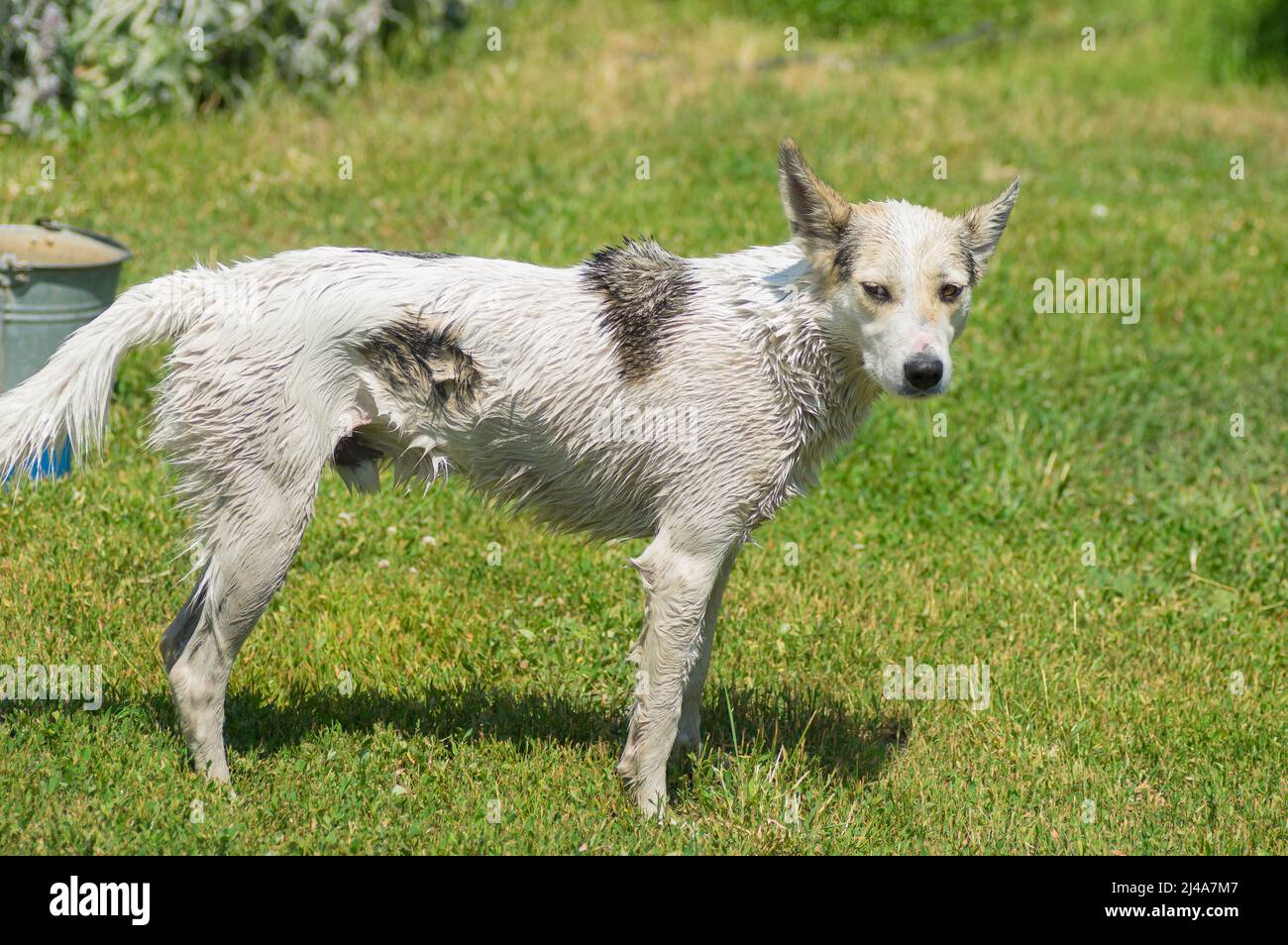 Outdoor portrait of white mixed-breed patient dog waiting  wash procedure standing on summer ground Stock Photo
