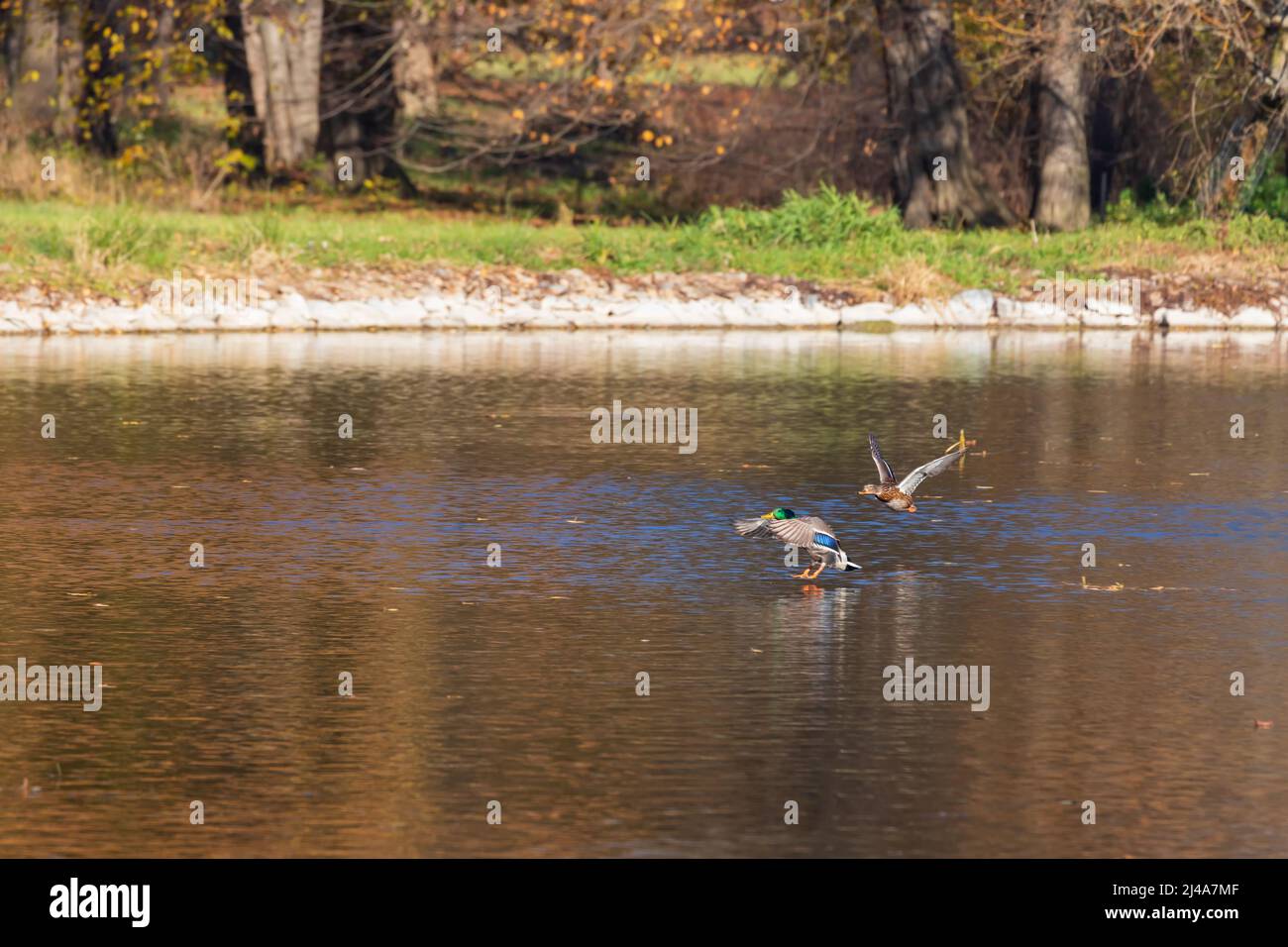 Male and female ducks swim in the water on a pond in the setting sun. Stock Photo