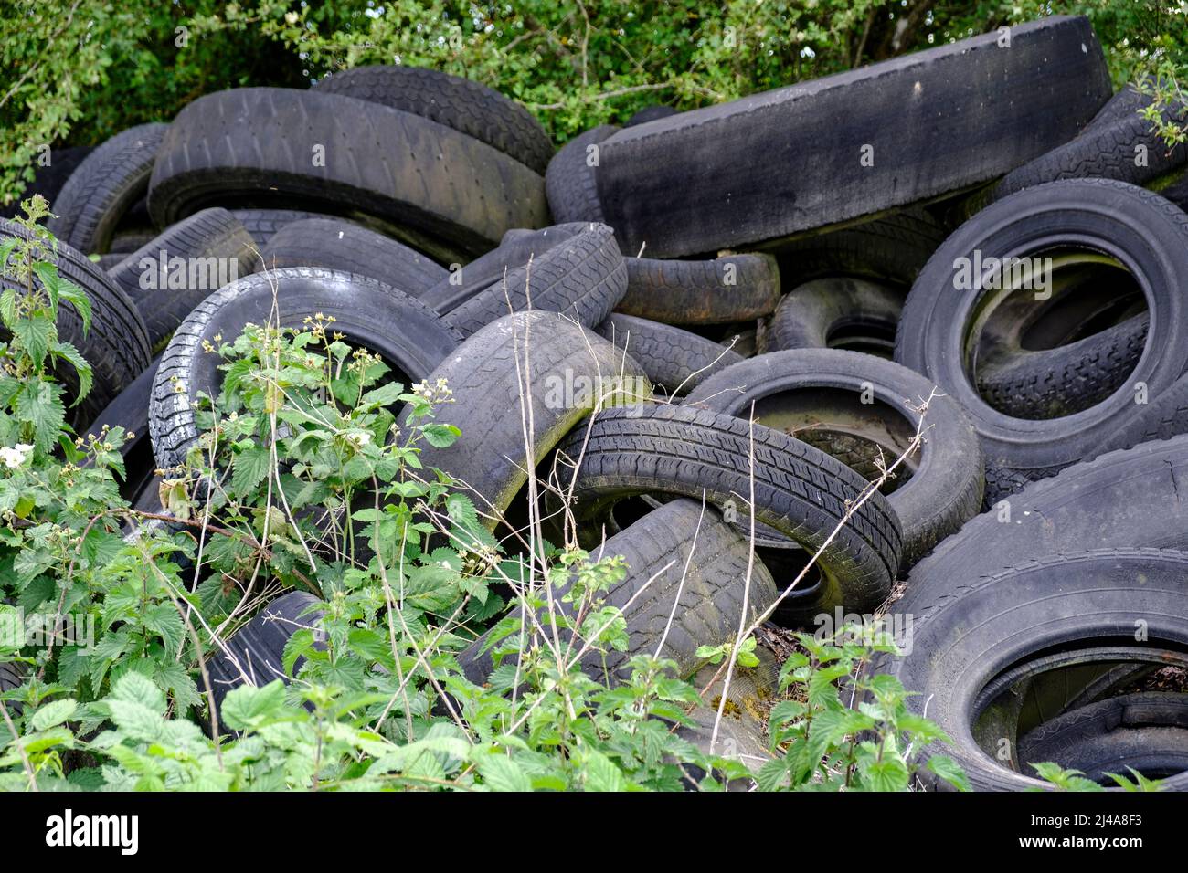 Vieux pneus abandonnes au detour d'un bois - Pollution visuelle et chimique  | Old car tires abandoned cause chemical ground pollution Stock Photo -  Alamy
