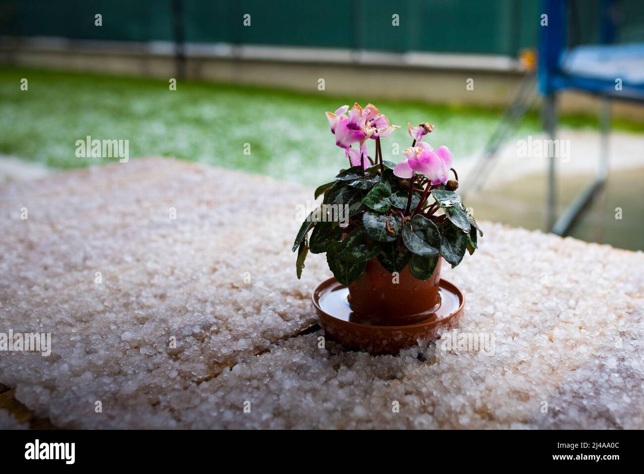 Lilac flower pot on outdoor table covered in hail after a storm. Extreme hailstorms are caused by climate change and global warming. Background with c Stock Photo