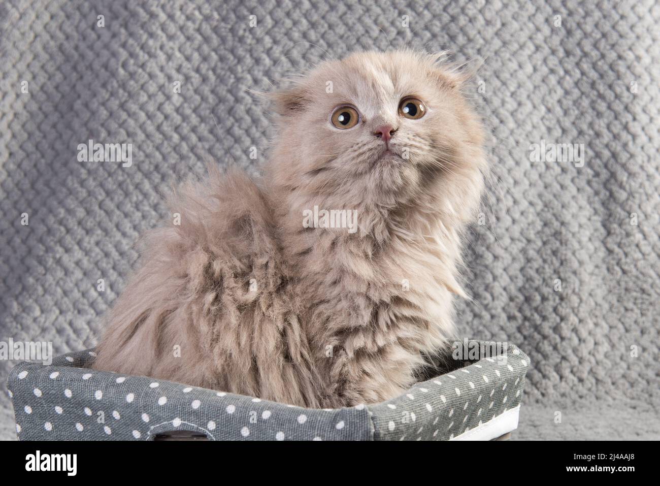 Хайленд Фолд Котята Купить