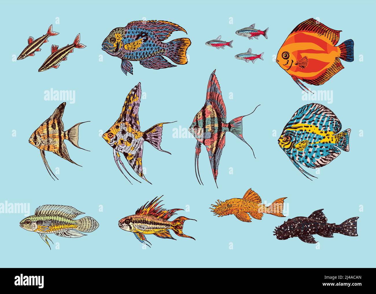 Beautiful aquarium fishes collection in colorful drawing style on light ...