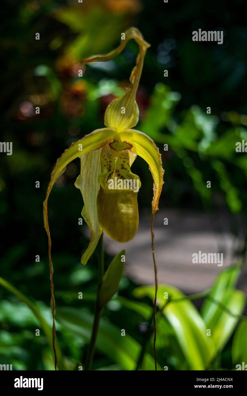 Green lady slipper or slipper orchid paphiopedilum Stock Photo