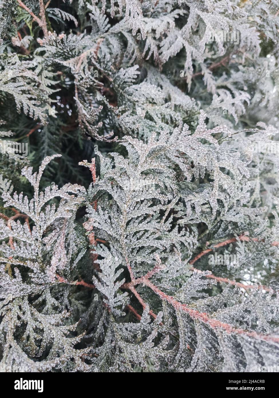 a branches of needles are covered with fine ice in winter in frost ...