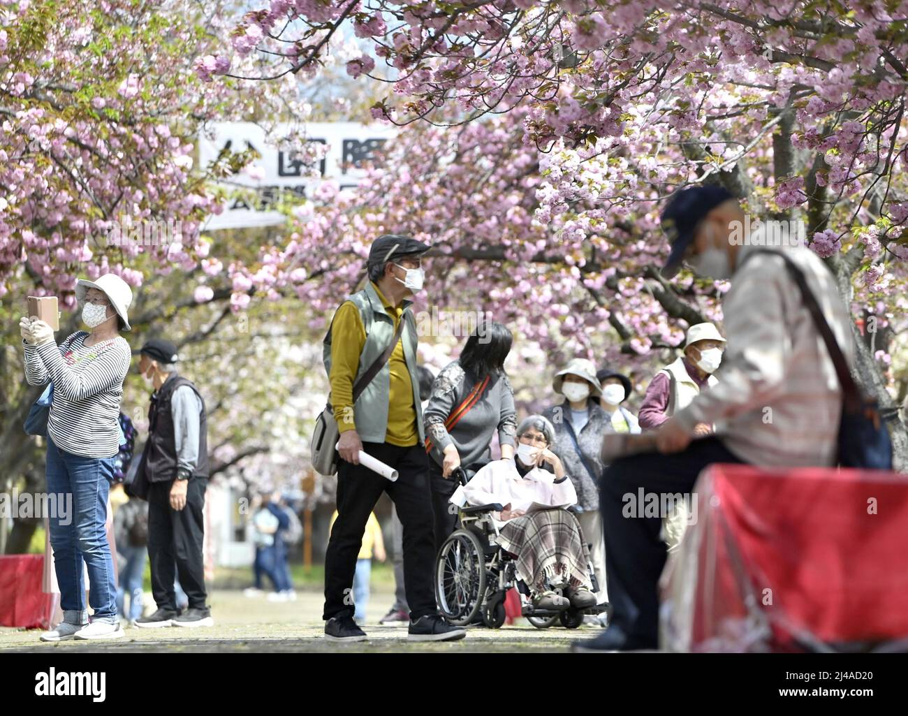 People stroll under cherry blossoms near the Japan Mint head office in