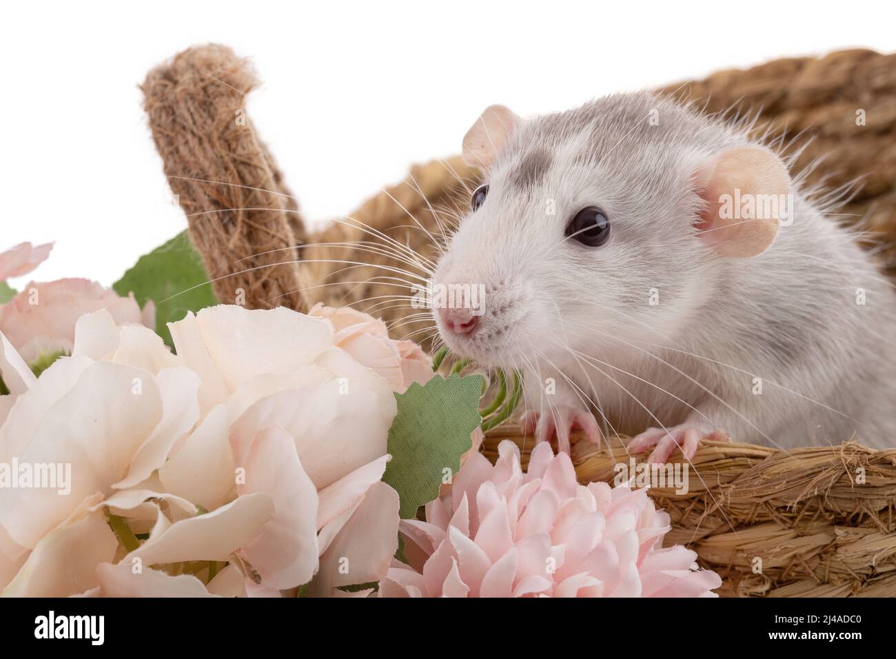 Cute bicolor rat in a basket on white background Stock Photo - Alamy