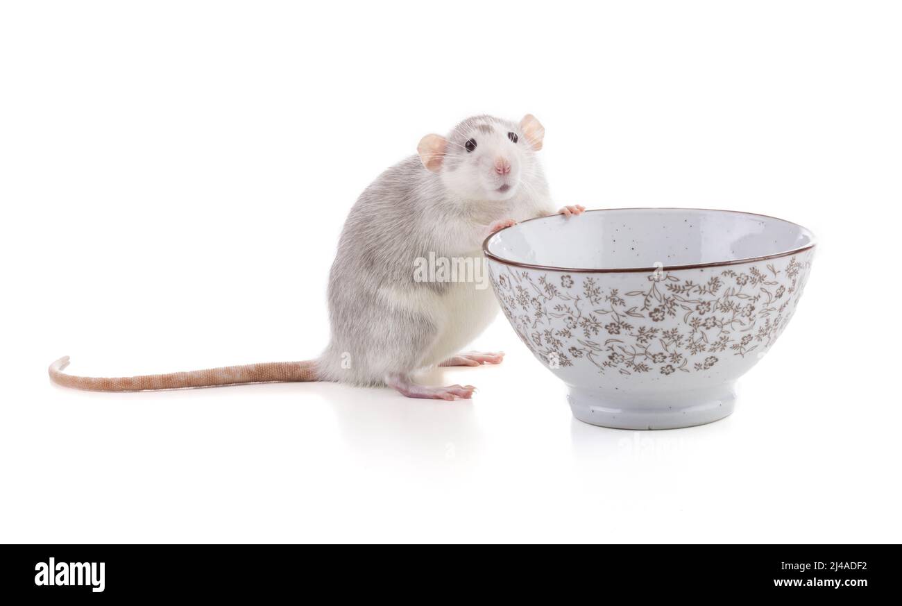 Cute bicolor rat with a bowl on white background Stock Photo