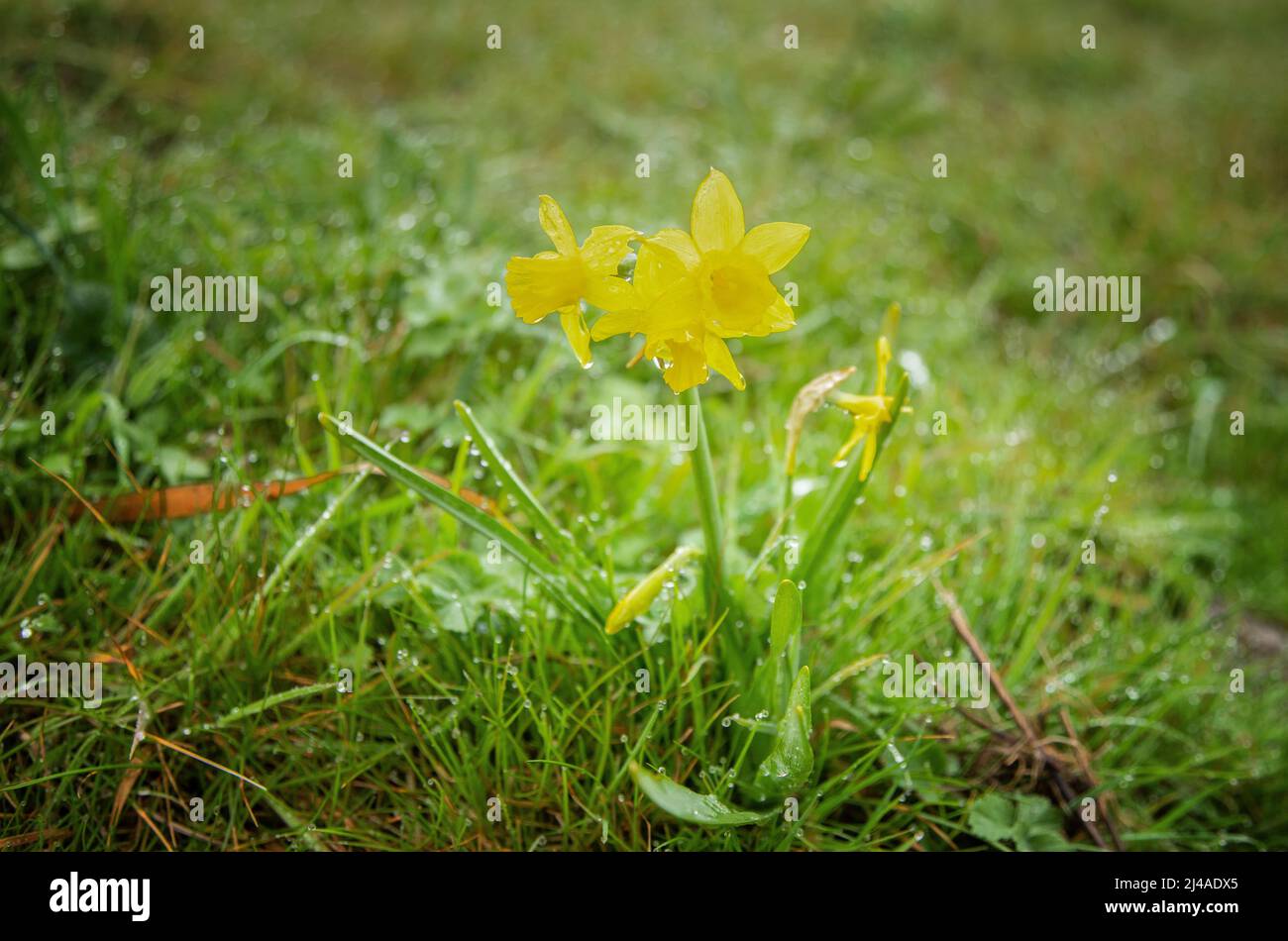 Wild Yellow Trumpet Narcissus, Narcissus, with raindrops on petals and stem leaves in a green ground of shaggy grasses Stock Photo