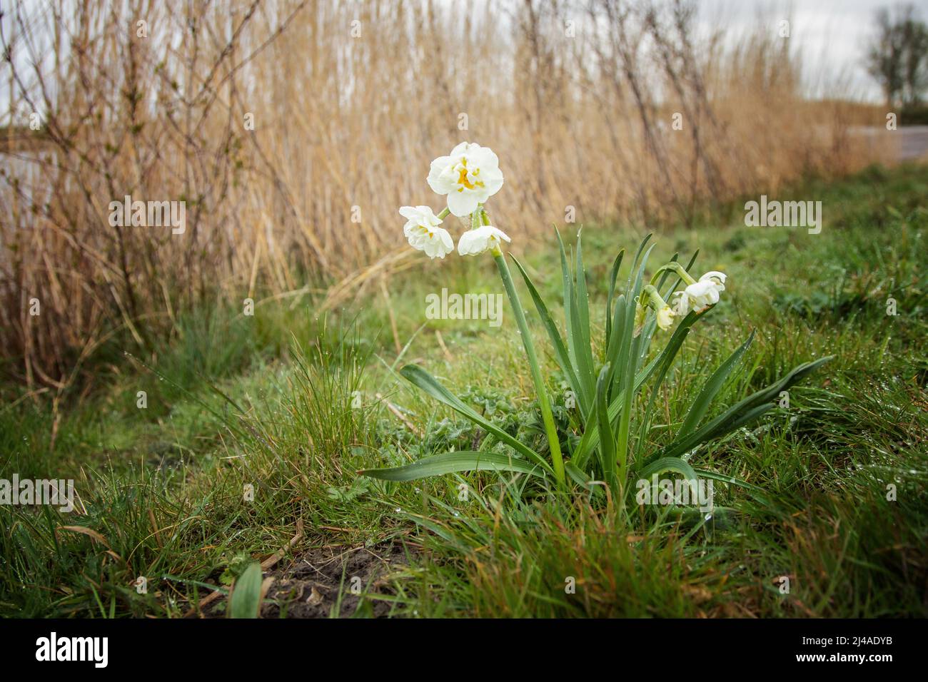 Wild white yellow ornge Double Narcissus 'Bridal Crown' , Narcissus, with raindrops on petals and stem leaves in a green ground of shaggy grasses Stock Photo