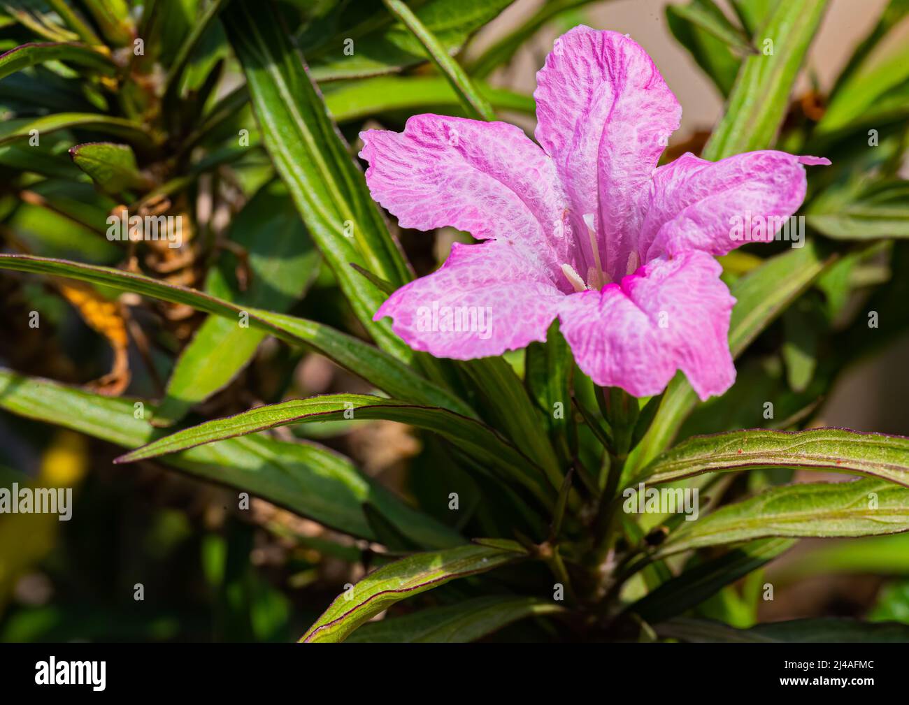 A Ruellia simplex pink flower in garden Stock Photo