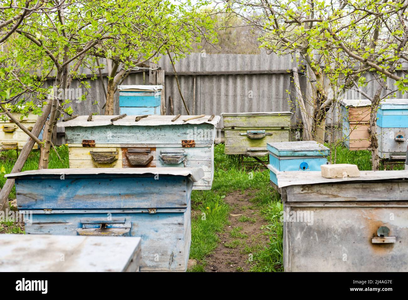 Rows of hives under branches with cherry blossoms. Apiary in the spring