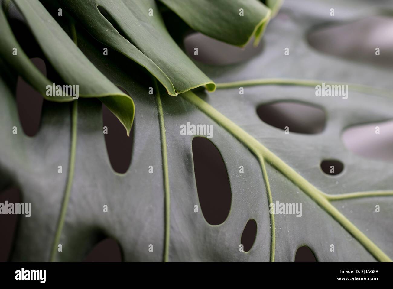 Swiss cheese plant Monstera leaves with holes. Close up Monstera leaf with holes. Stock Photo
