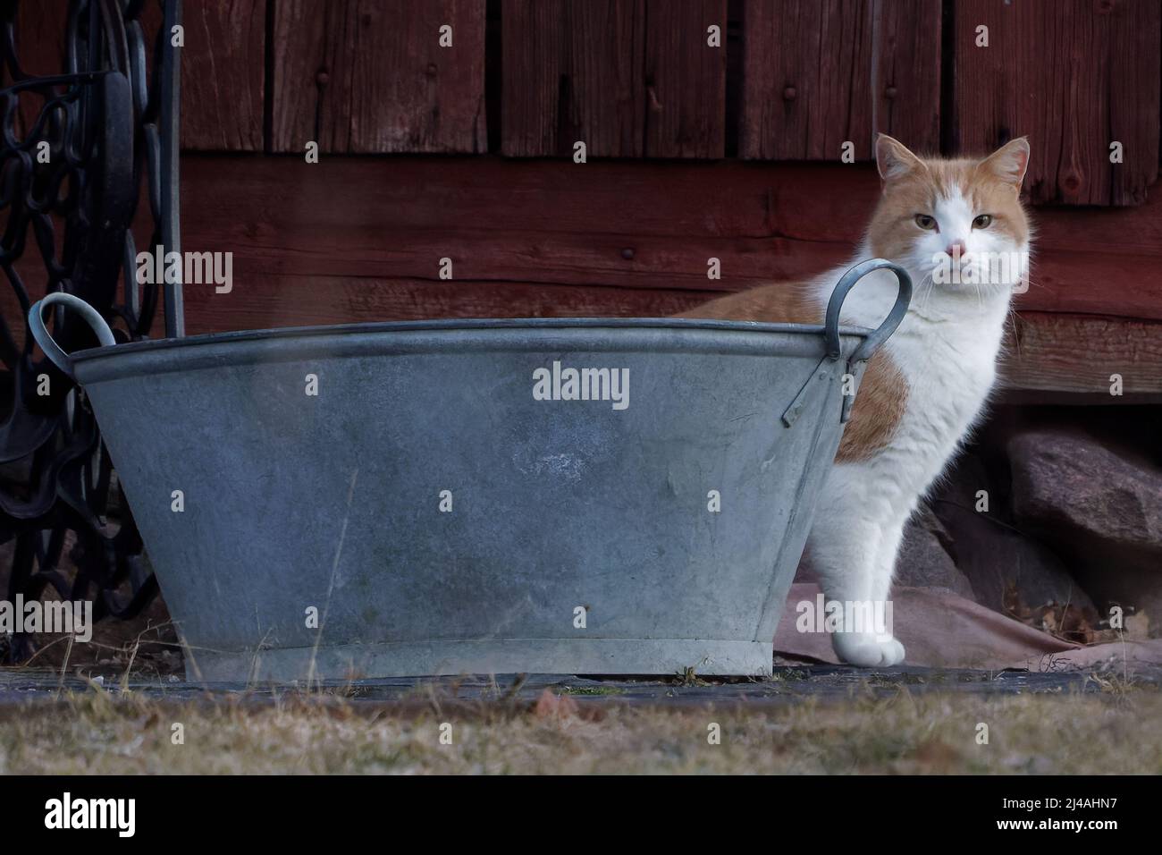 Curious cat hiding behind tub Stock Photo