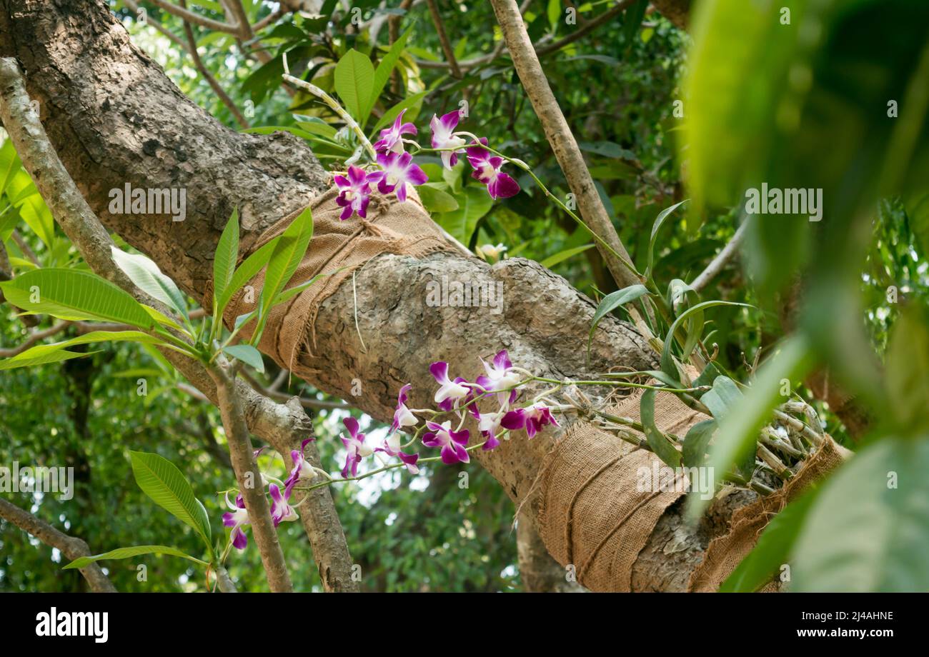 Weeping fig Tree Ficus benjamina, also called weeping fig, benjamin fig