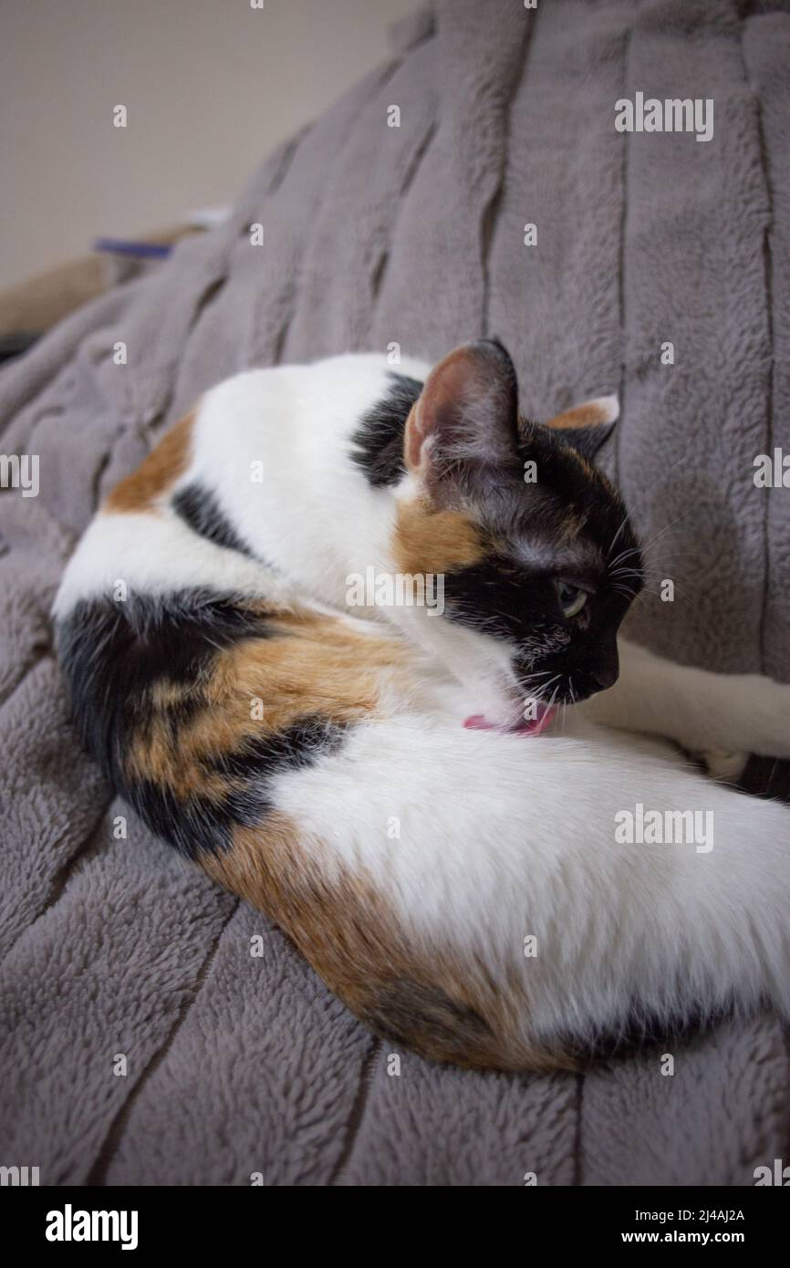 Orange cat on grey couch hi-res stock photography and images - Alamy