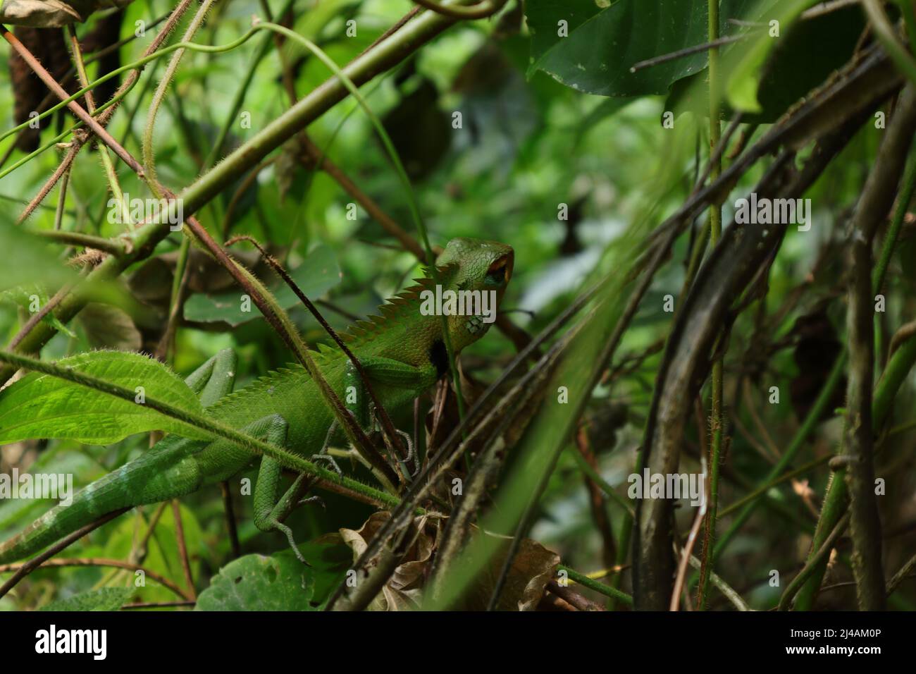 A common green forest lizard (Calotes calotes) walking on top of the branch of a Miconia Crenata plant Stock Photo