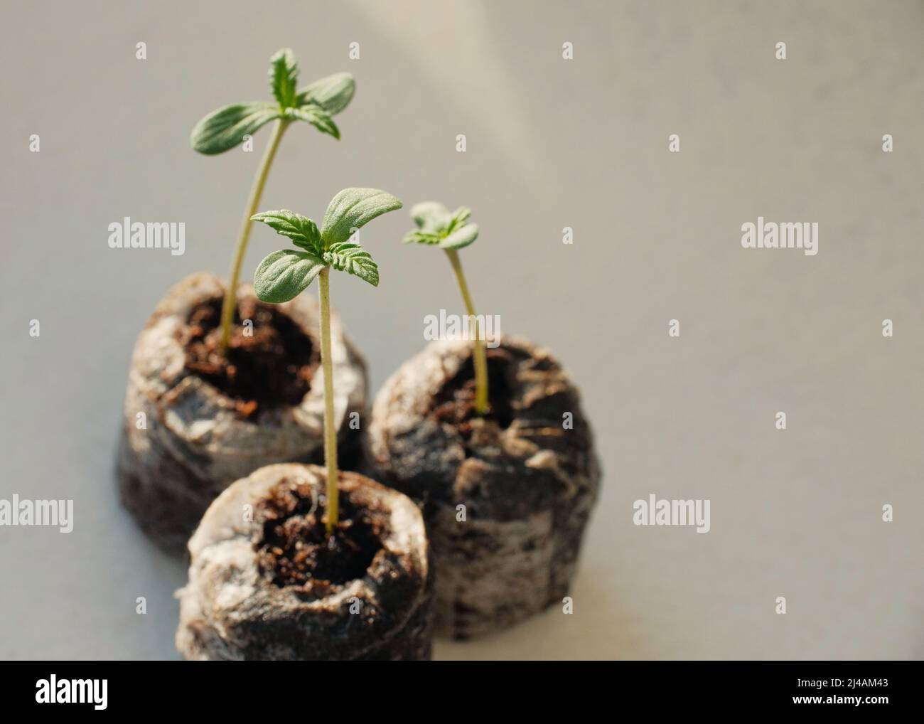 Cannabis Seed Starting with Coconut Coir Pellets. Marijuana growing. Baby hemp closeup Stock